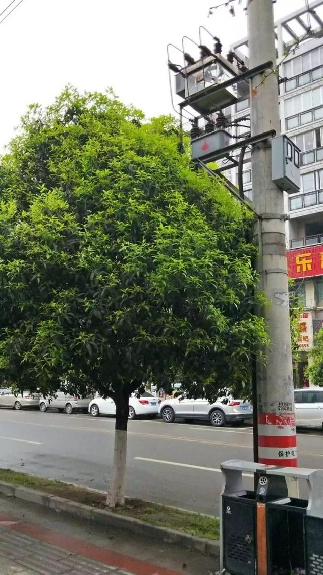 被树木遮挡的干式变压器